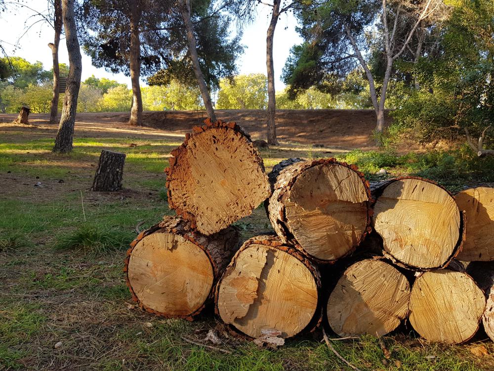 PINS AFECTATS PER LA PLAGA DEL TOMICUS 1 (1)-min