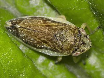 pspumarius  Xylella fastidiosa