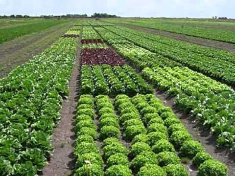 agricultura ecológica_0