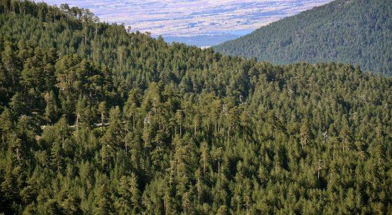 bosques-España-superficie-Efeverde-563x310