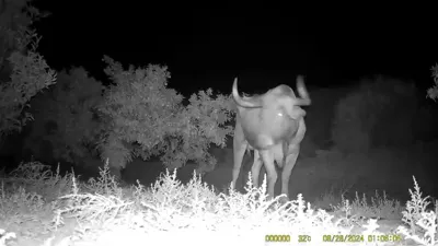 WhatsApp Video 2024-08-29 at 14.26.49