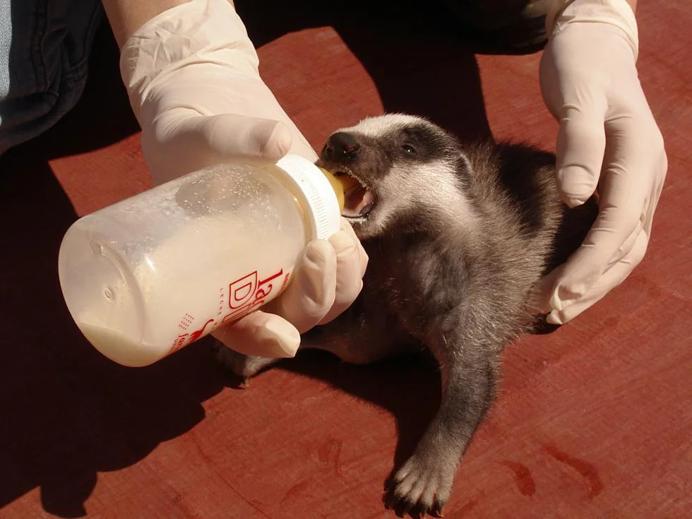 recuperacion fauna gva
