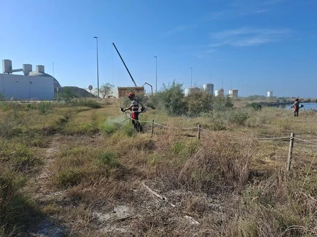 puerto castellón flora  en tamaño mediano