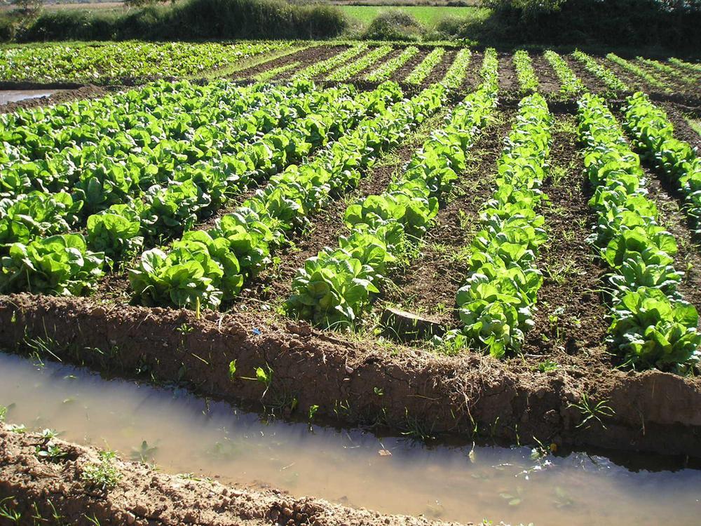 ayudas-agricultura-ecologica