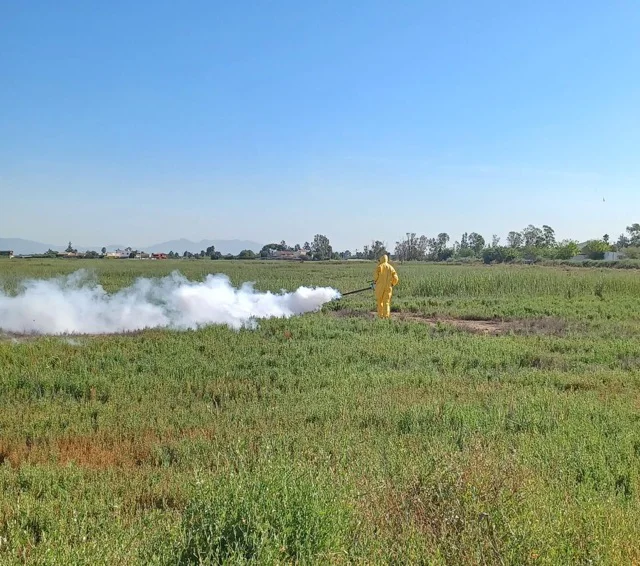 Nules mosquits  2 en tamaño mediano