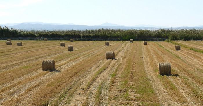 P1550847-700x366