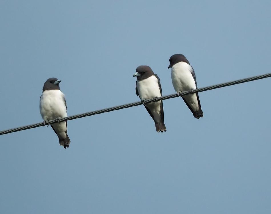 white-breasted-wood-swallow-g0066bc3dd_1920