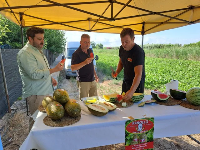 Melones panollo en tamaño mediano