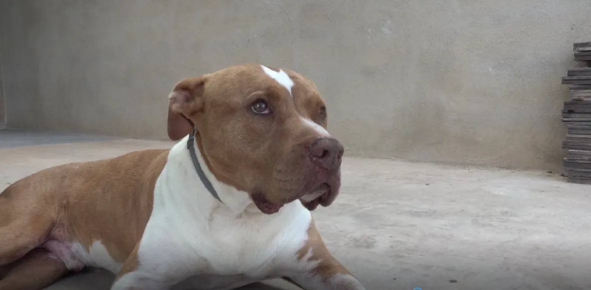 Perro huellas callejeras
