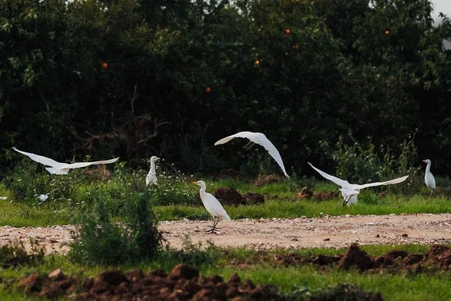 aves en tamaño mediano