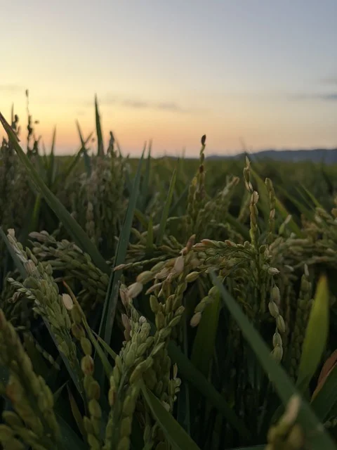 Campanya arròs 2 en tamaño mediano