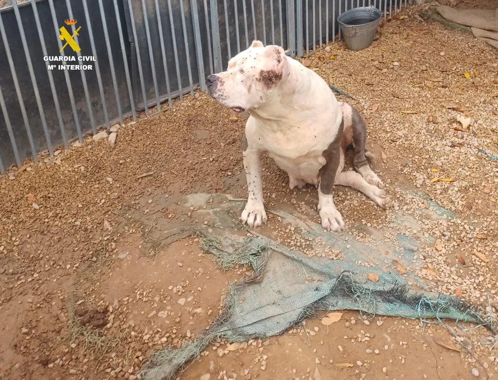 PAPRONA San Mateo Maltrato animal