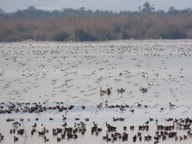 aves en tamaño mediano