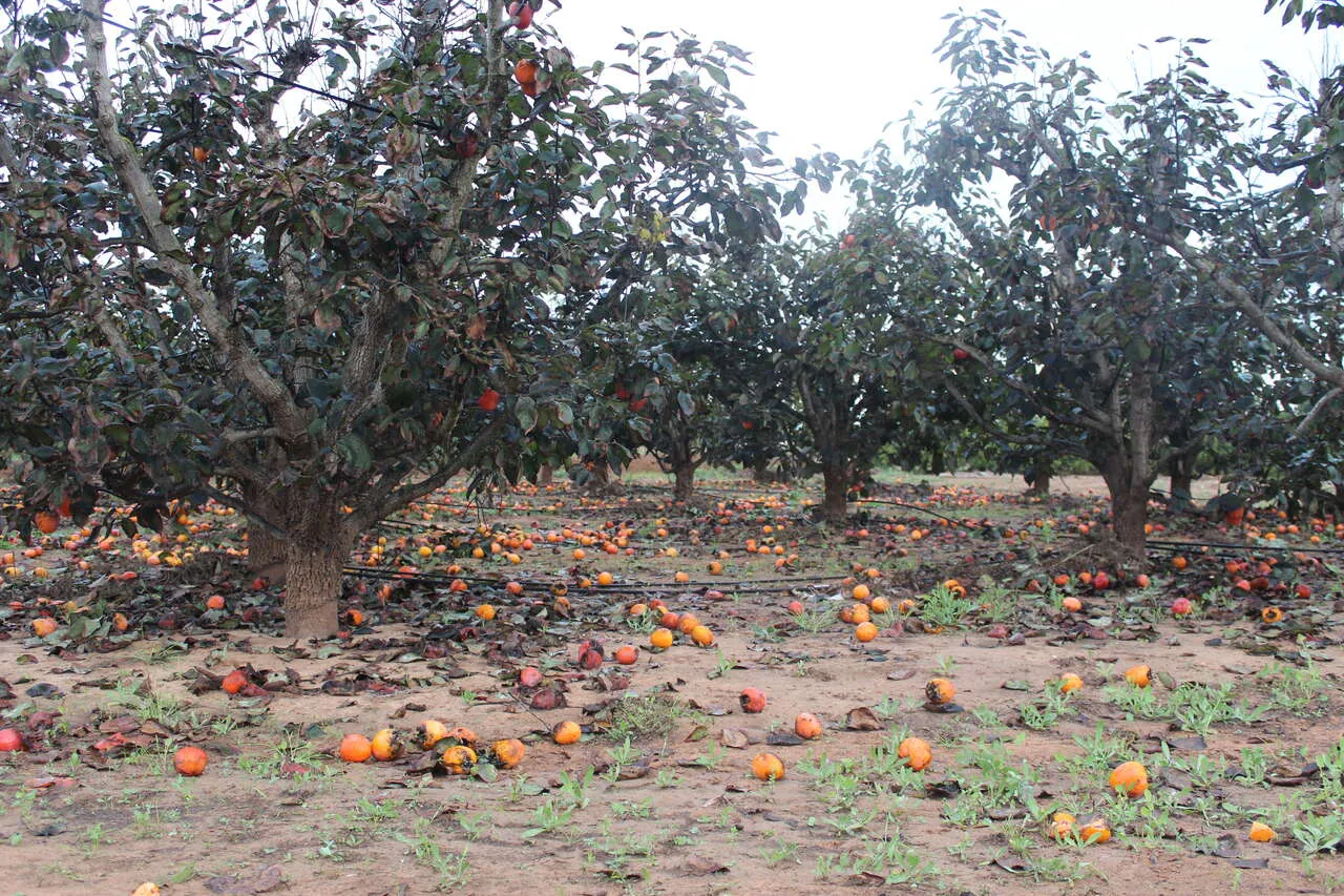 Foto clima balance 6