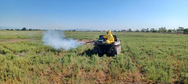 Nules mosquitos 2  en tamaño mediano
