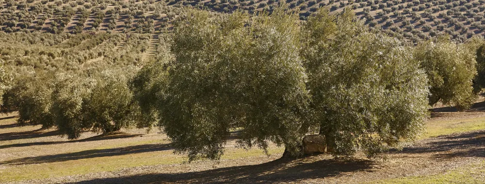 olivar andalucía