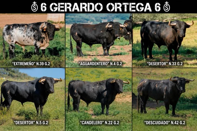 bos san juan en tamaño mediano