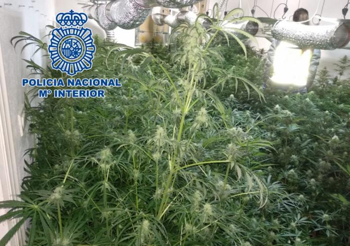 plantación-indoor-vila-real-2-710x500