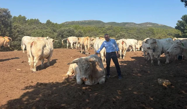 BARRACHINA VACAS en tamaño mediano 2