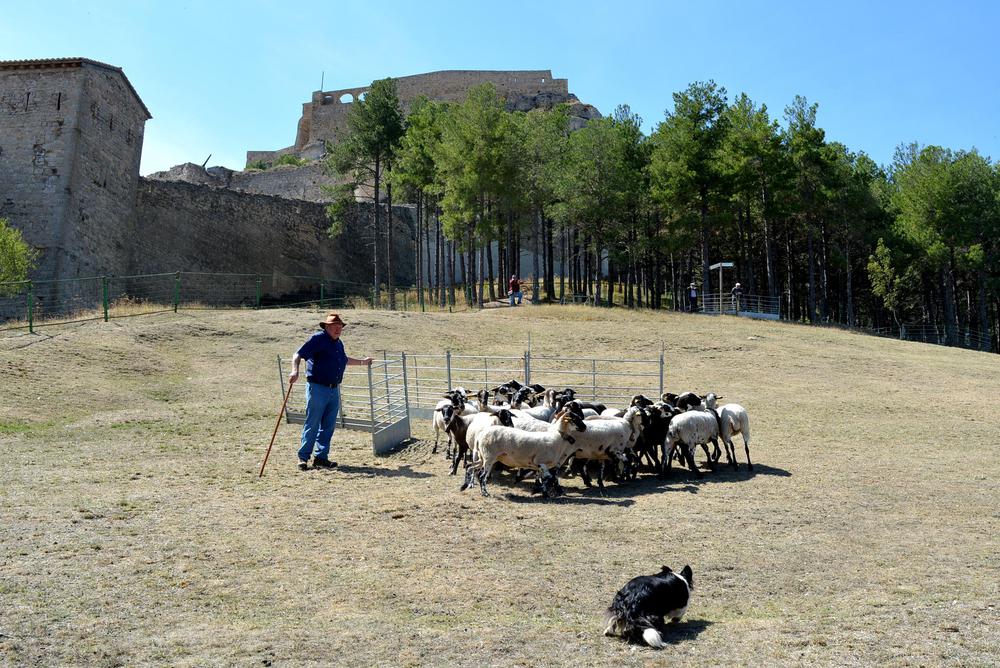 2019-09-08 Exhibició de gossos de rabera a la 763a Fira de Morella