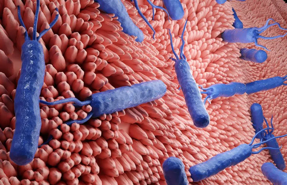 Foto_Helicobacter pylori
