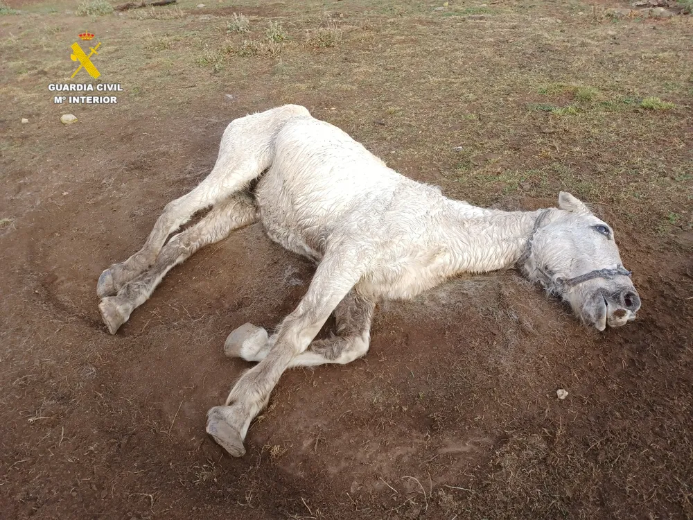 20250228 Seprona San Mateo maltrato