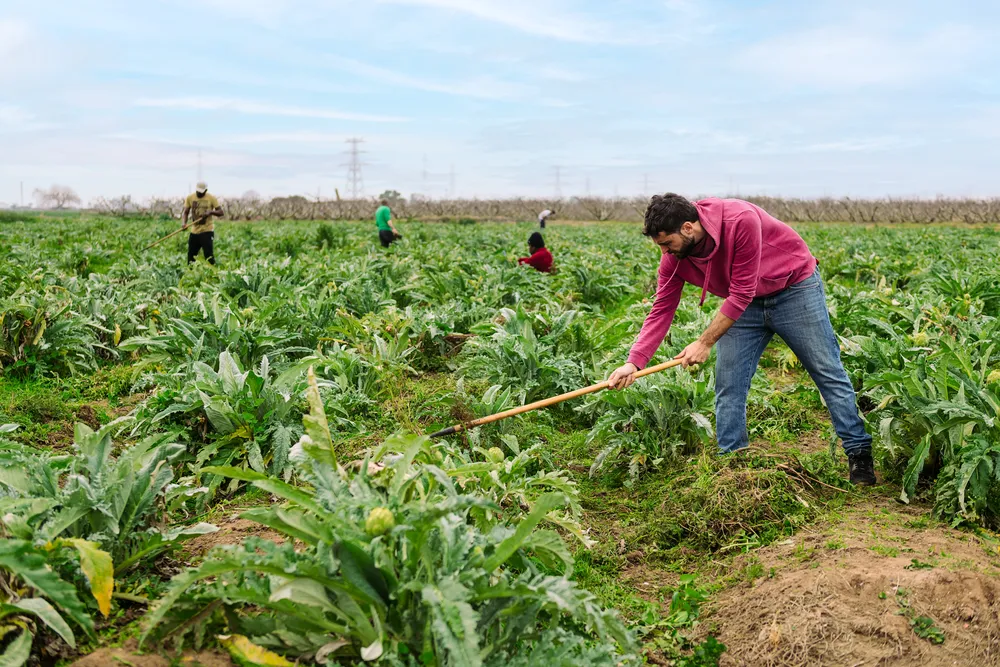 carchofa cultivo
