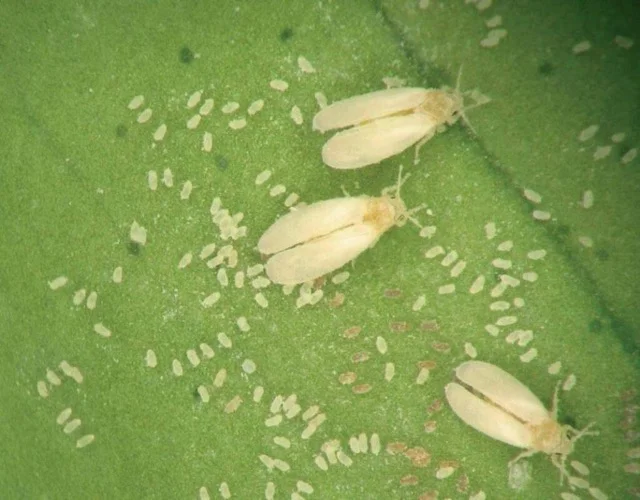 mosca blanca en tamaño mediano
