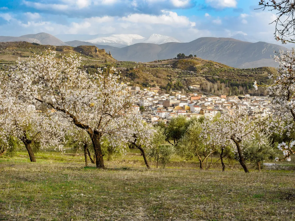 almendro en flor montañas 2