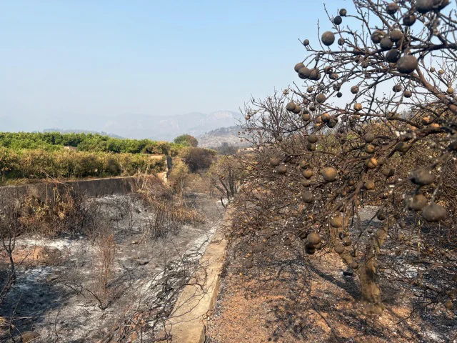 Foto incendi camp i fruita cremada en tamaño mediano
