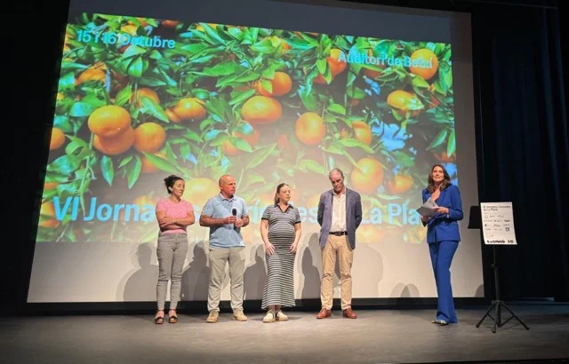 naranjas gva en tamaño mediano