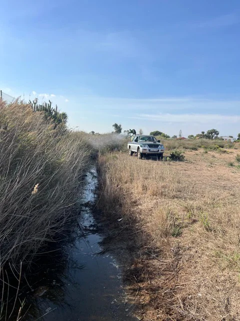 mosquitos 1 en tamaño mediano