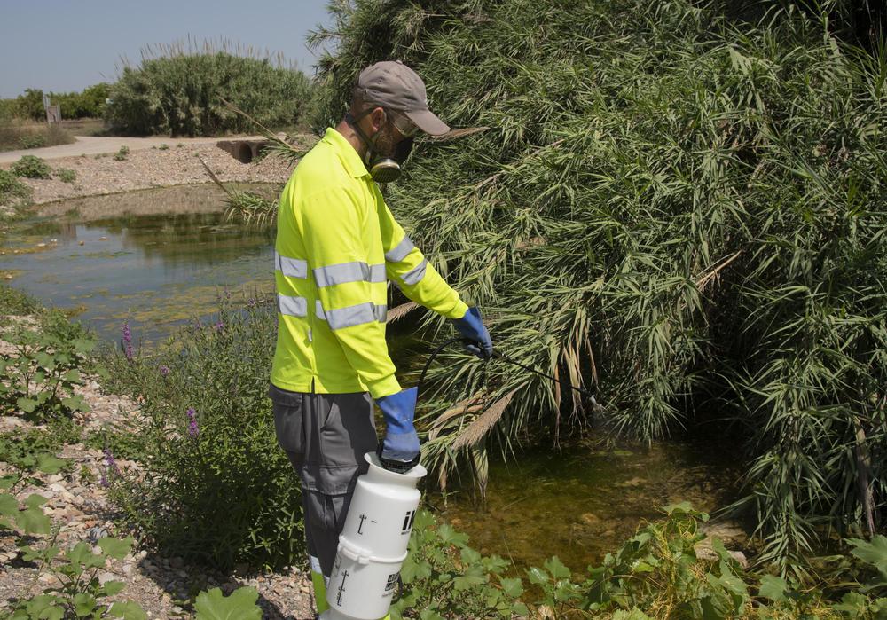 4842 25-07-19 MOSQUITOS