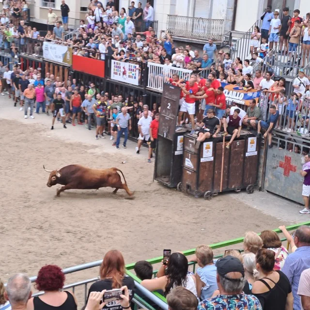 nules festes 1 en tamaño mediano
