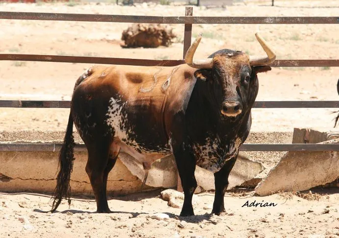 Chivato, de número 38 y guarismo 0 (Torrestrella)