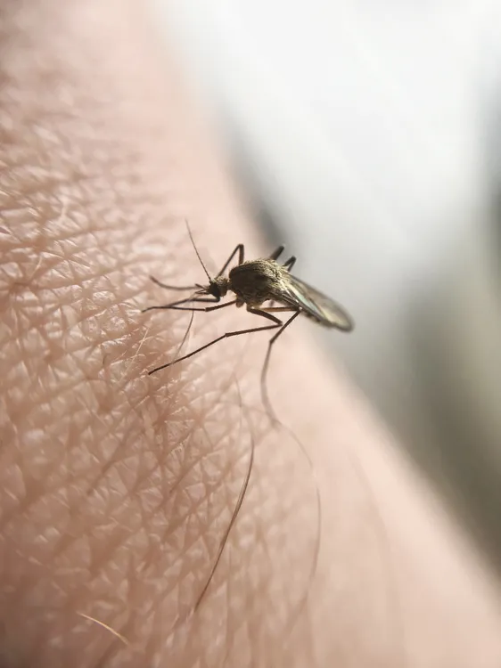 macro-of-mosquito-sucking-blood-2024-10-17-04-39-18-utc