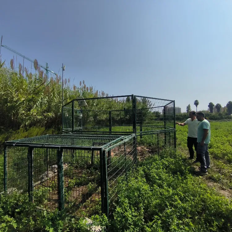 Peñíscola jabalí 1