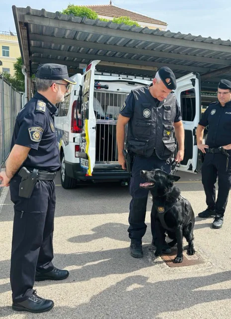 perro policia local en tamaño mediano