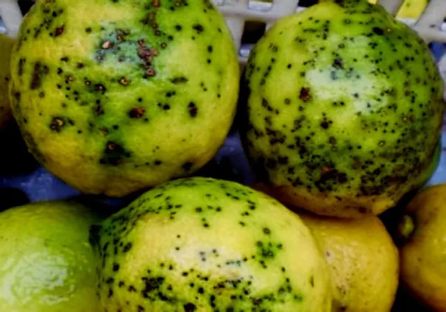 Foto recurs Mancha negra llimes en tamaño mediano