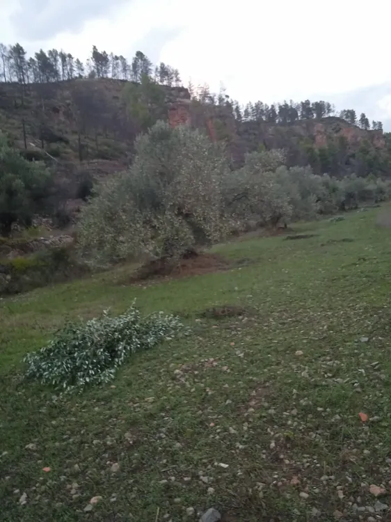 Oleoturismo Montán