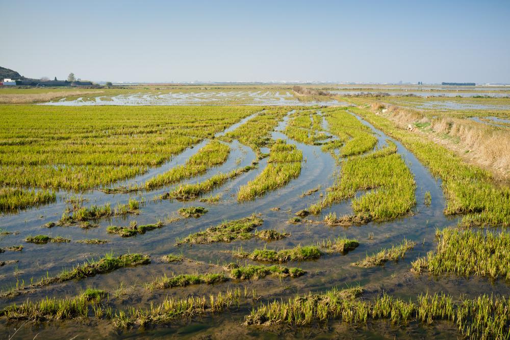 arrozales-albufera