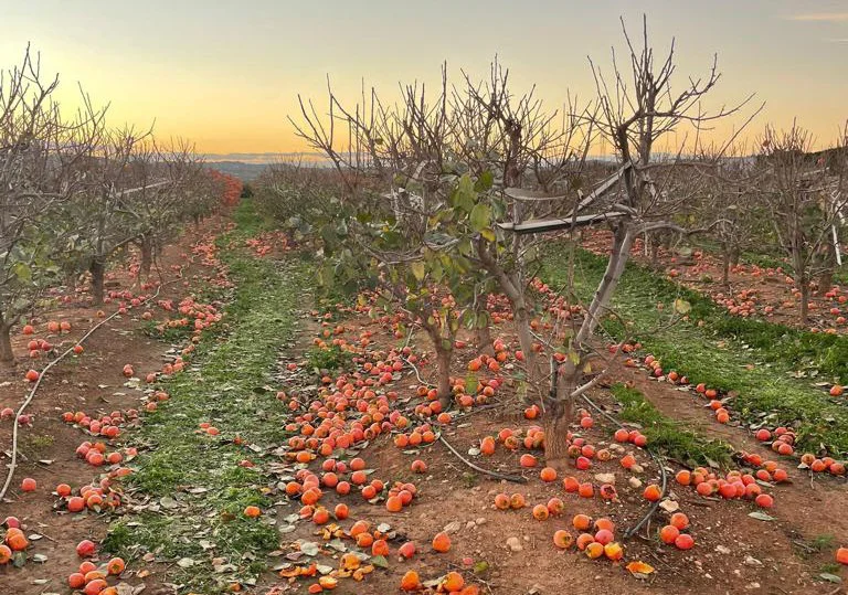 ava_caquis_desperdicio_800