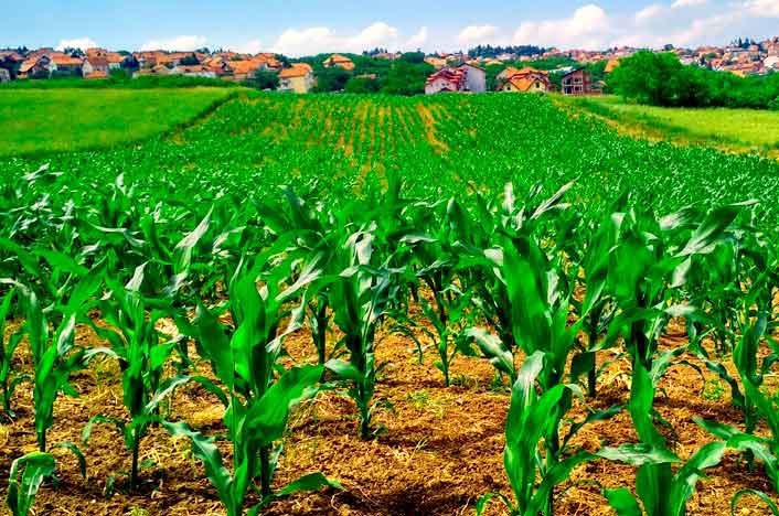 agricultura-ecologica