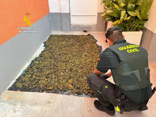 20260817. BURRIANA2. MARIHUANA en tamaño mediano