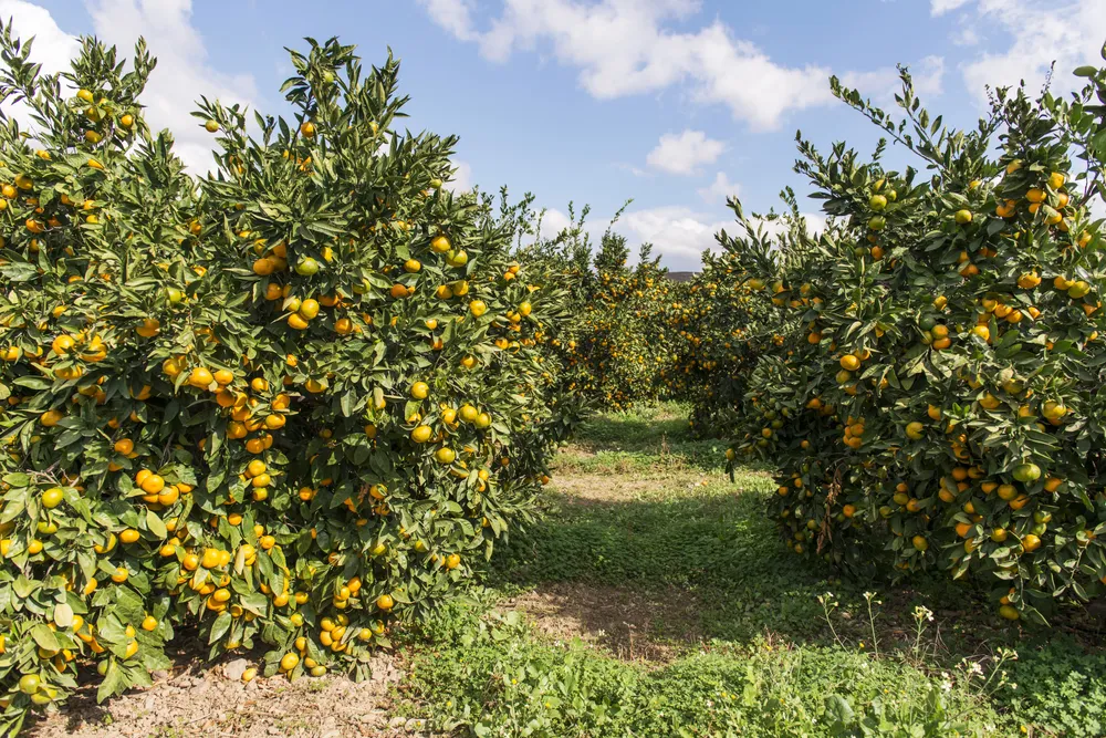 campo naranjos