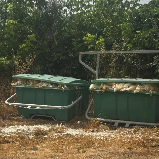Recollida d'animals en tamaño mediano