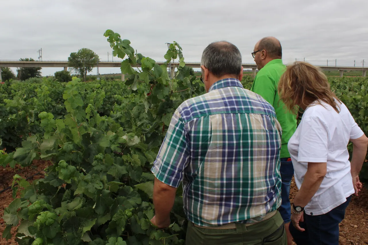Campaña vino 2