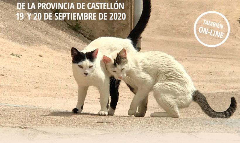 cartel-ii-jornada-felina-castellon-2020-820x490