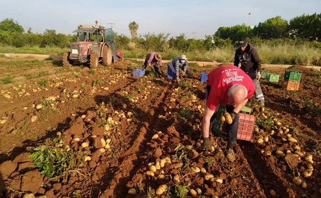 agricultores_patatas_valencia en tamaño mediano