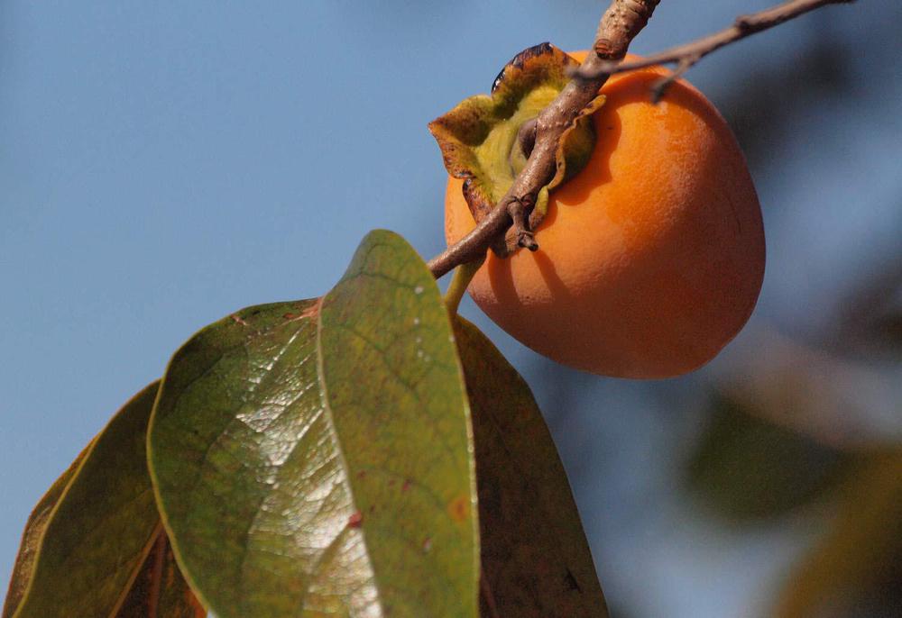 caqui-fruta-regaber-1500x1029